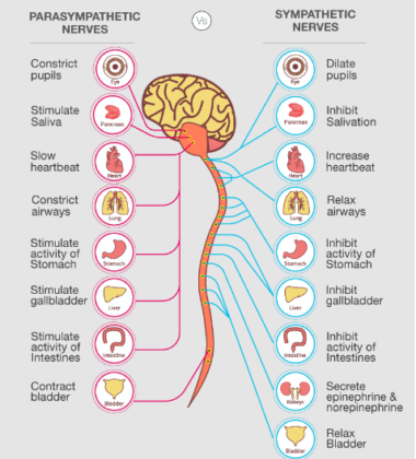 20 Difference Between Sympathetic And Parasympathetic Nervous System ...