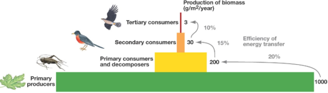 Difference Between Pyramid of Numbers, Biomass And Energy - VIVA ...