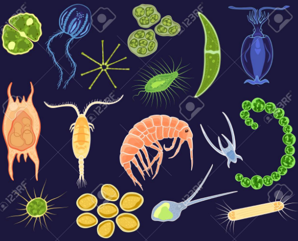 12-difference-between-phytoplankton-and-zooplankton-with-examples