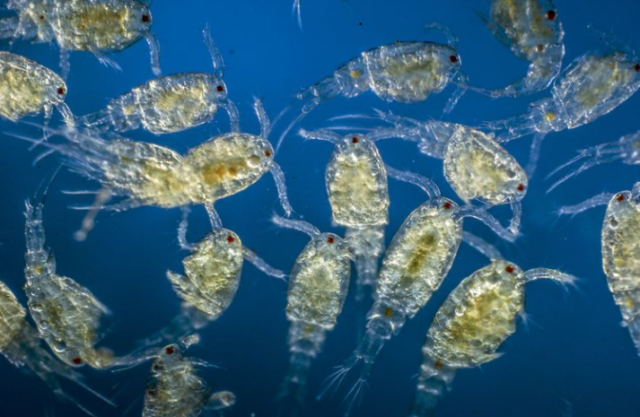 12 Difference Between Phytoplankton And Zooplankton  With 