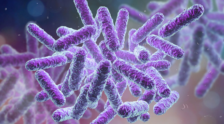 10 Difference Between Salmonella And Shigella With Pictures Viva Differences