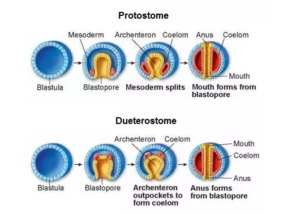 formation of blastopore