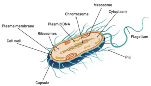 Difference between Flagella And Pili [American Edition] - VIVA DIFFERENCES