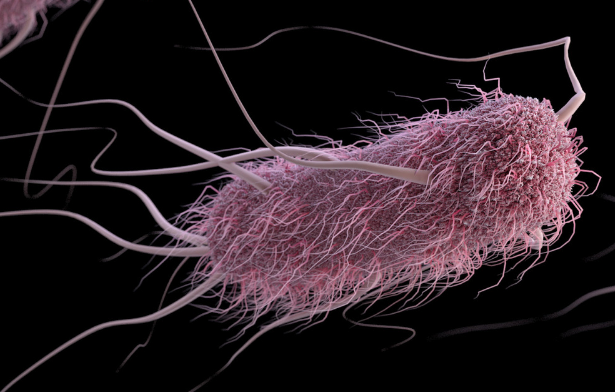 difference-between-flagella-and-pili-american-edition-viva-differences