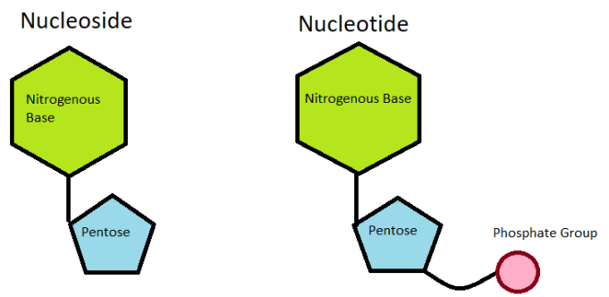 5 Difference Between Nucleotide And Nucleoside With Examples - VIVA ...