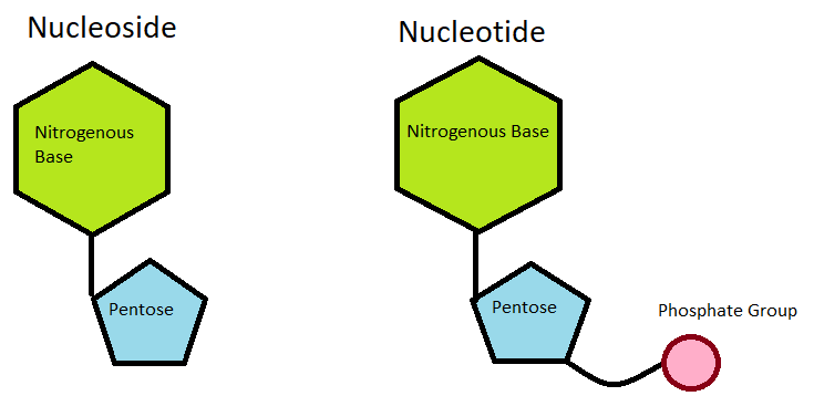 Difference between nucleotide and nucleic acid