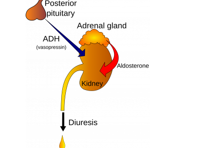 adh hormone function)