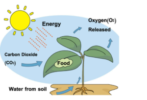 Difference Between Autotrophic And Heterotrophic Nutrition [American ...