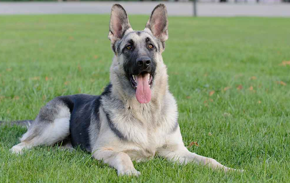 are german shepherds more intelligent than labs