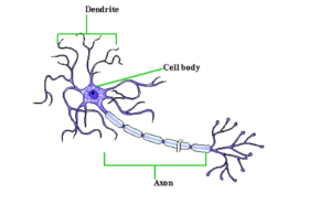 12 Difference Between Sensory And Motor Neuron - VIVA DIFFERENCES