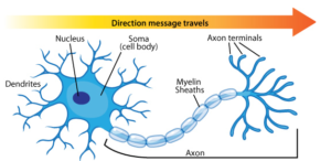 12 Difference Between Sensory And Motor Neuron Viva Differences 12 Difference Between Sensory And Motor Neuron Viva Differences