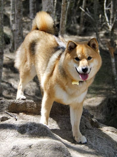 Comparison Between Akita And Shiba Inu 12 Differences 6 Similarities Viva Differences