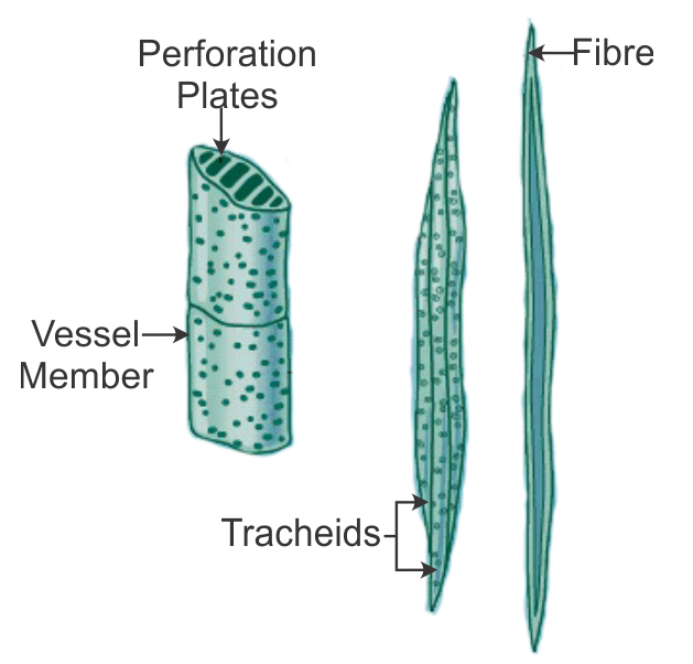 Tracheids In Roots