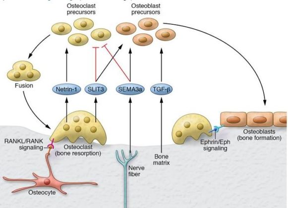12 Difference Between Osteoblasts And Osteoclasts With Pictures Viva Differences 