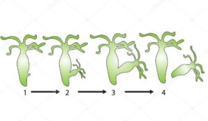 asexual disadvantages budding advantages organisms vivadifferences