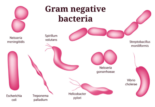 gram positive and gram negative bacteria list
