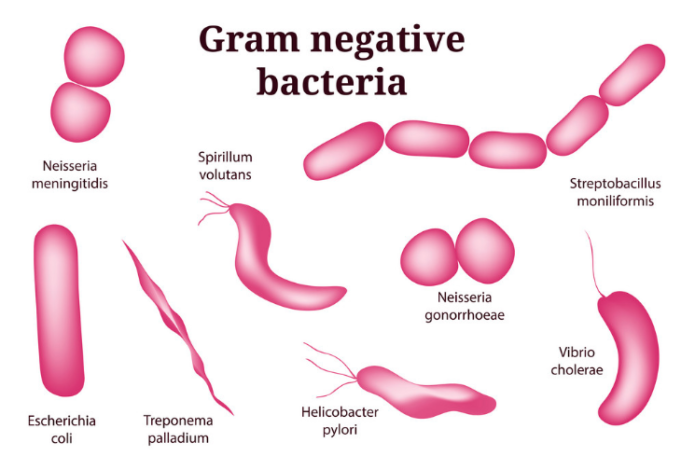 gram negative rods vs bacilli