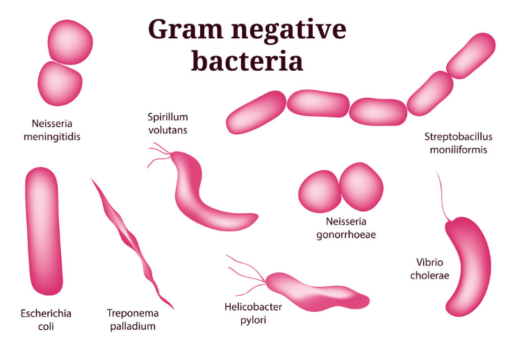 gram positive vs gram negative bacteria antibiotics