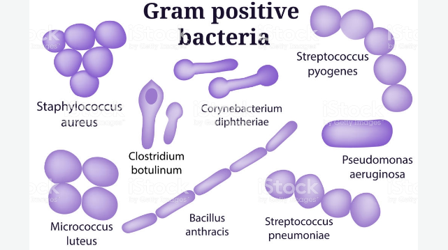 Cocci gram positive What is