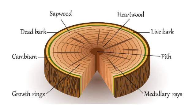 12 Difference Between Heartwood (Duramen) And Sapwood (Alburnum) - VIVA ...