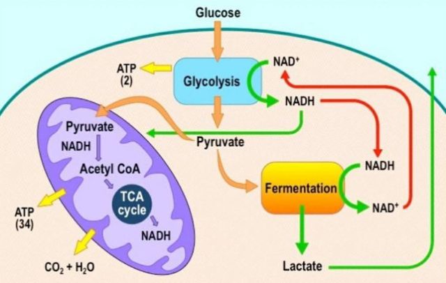 Anaerobic Cellular Respiration Diagram   Anaerobic Cellular Respiration 640x406 