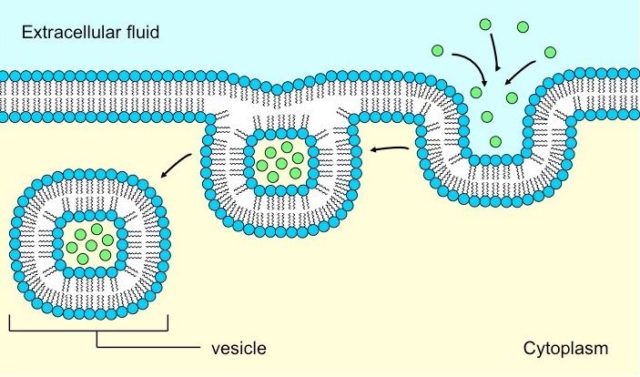 Difference Between Phagocytosis And Pinocytosis [Notes & PDF] - VIVA ...