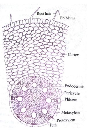 10 Difference Between Monocot Root And Dicot Root - Viva Differences