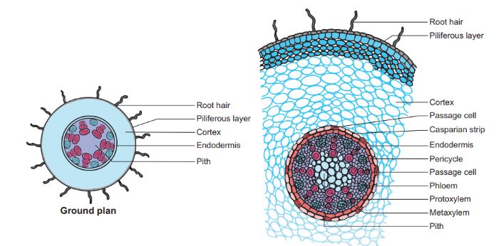 dicot-root-cross-section-slidesharetrick