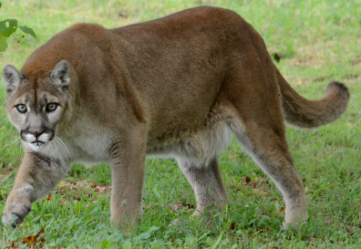 mountain lion vs bobcat