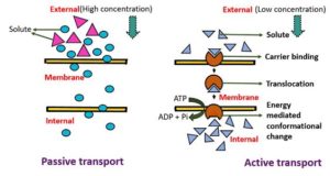 Difference Between Active Transport And Passive Transport (With ...