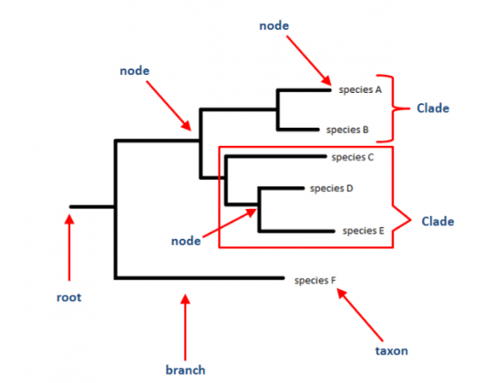 cladograms and phylogenetic trees worksheet