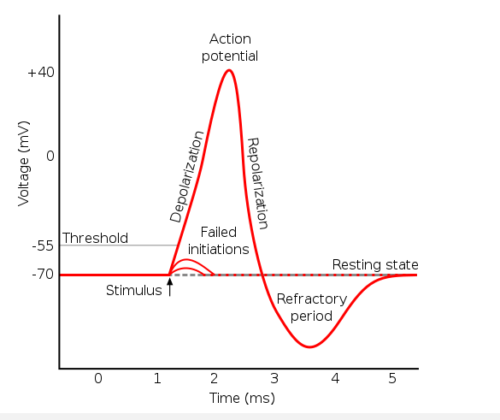 Major Difference Between Action Potential And Resting Potential - VIVA ...