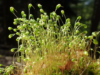 characteristics of bryophytes and pteridophytes