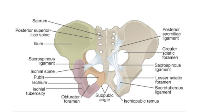 15 Structural Difference Between Male And Female Pelvis - Viva Differences