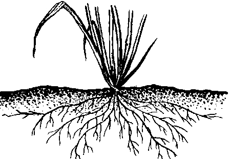 18 Difference Between Taproot And Fibrous Root With Examples Pictures Viva Differences