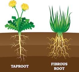 18 Difference Between Taproot And Fibrous Root (With ...
