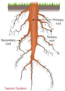 18 Difference Between Taproot And Fibrous Root (With Examples ...