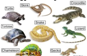 15 Difference Between Amphibian And Reptile (With Examples & Pictures