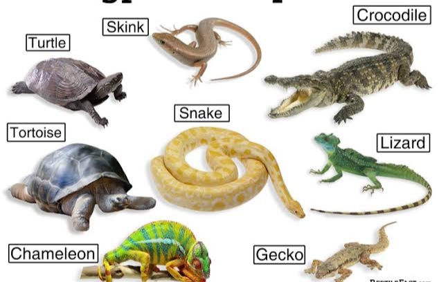 15 Difference Between Amphibian And Reptile (With Examples & Pictures) -  Viva Differences