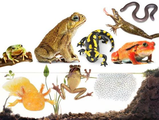 15 Difference Between Amphibian And Reptile (With Examples & Pictures ...