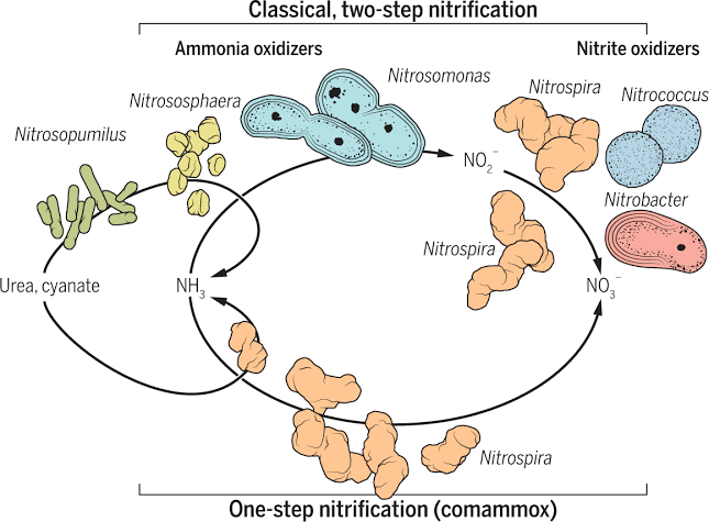 heterotrophic-nitrification-when-ammonia-oxidation-is-achieved-by