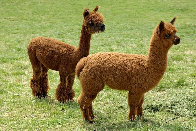 Difference Between Llama And Alpaca (With Pictures) - VIVA DIFFERENCES