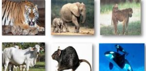 Difference Between Oviparous And Viviparous Animals (With Examples ...