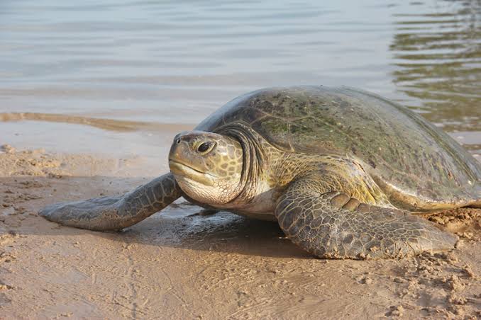 difference-between-turtle-and-tortoise-american-edition-viva