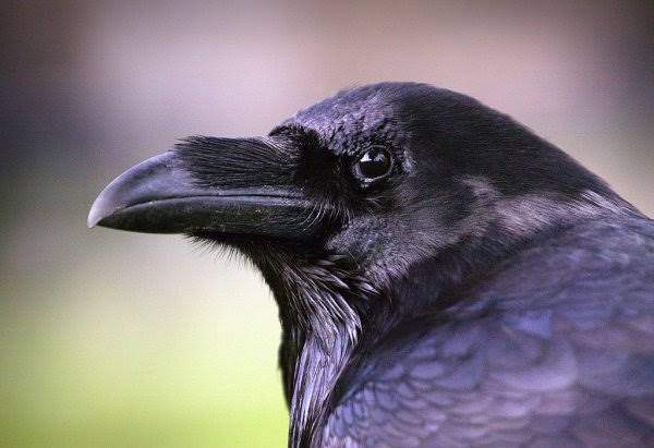 14 Difference Between Crows And Ravens (With Pictures) - Viva Differences