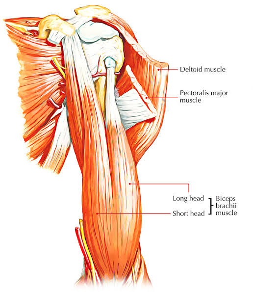Difference Between Biceps And Triceps Viva Differences