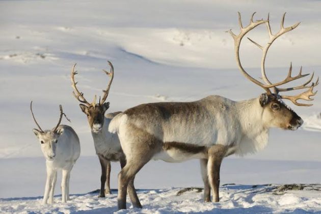 16 Difference Between Reindeer And Deer With Pictures Viva Differences