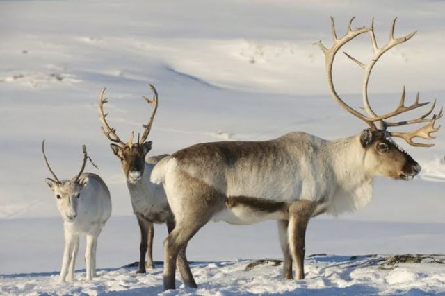 Difference Between Reindeer And Deer With Pictures Viva Differences