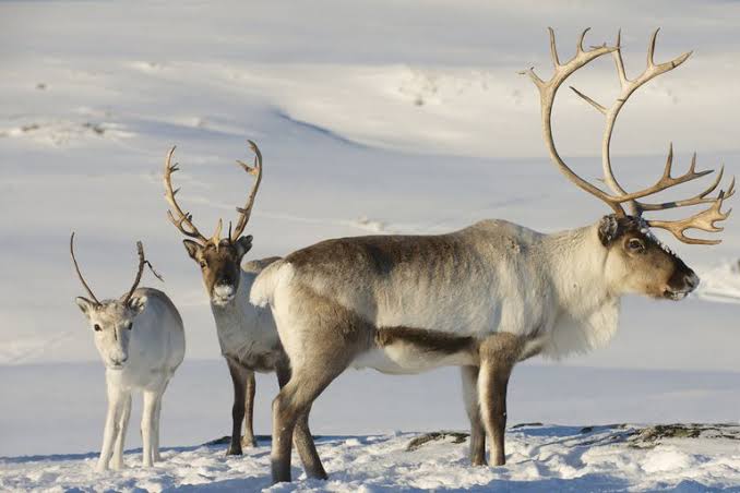 difference-between-reindeer-and-deer-with-pictures-viva-differences