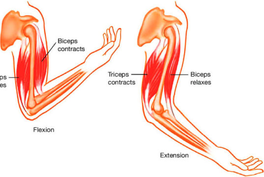 Difference Between Biceps And Triceps - VIVA DIFFERENCES